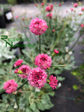 Eriogonum grande var. rubescens (Red Buckwheat)