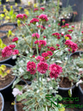 Eriogonum grande var. rubescens (Red Buckwheat)