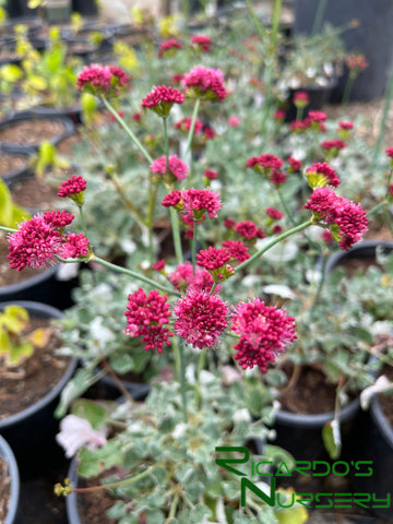 Eriogonum grande var. rubescens (Red Buckwheat)