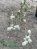 Eriogonum parvifolium (Sea Cliff buckwheat)