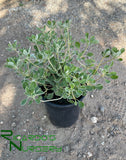 Eriogonum umbellatum  (Sulphur-Flower Buckwheat)