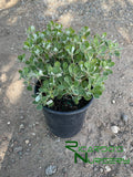 Eriogonum umbellatum  (Sulphur-Flower Buckwheat)