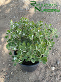 Eriogonum umbellatum  (Sulphur-Flower Buckwheat)