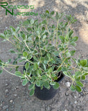 Eriogonum umbellatum  (Sulphur-Flower Buckwheat)