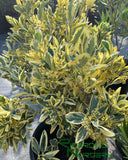 Euonymus japonicus 'Silver King'