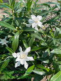 Gardenia jasminoides 'Frostproof'