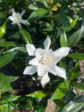 Gardenia jasminoides 'Frostproof'