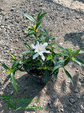 Gardenia jasminoides 'Frostproof'