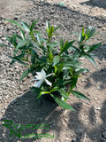 Gardenia jasminoides 'Frostproof'