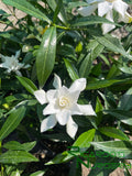 Gardenia jasminoides 'Frostproof'