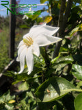 Gardenia thunbergia