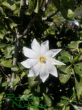 Gardenia thunbergia