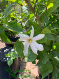 Gardenia thunbergia