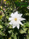 Gardenia thunbergia