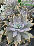 Graptopetalum paraguayense (Ghost Plant)