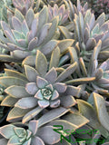 Graptopetalum paraguayense (Ghost Plant)