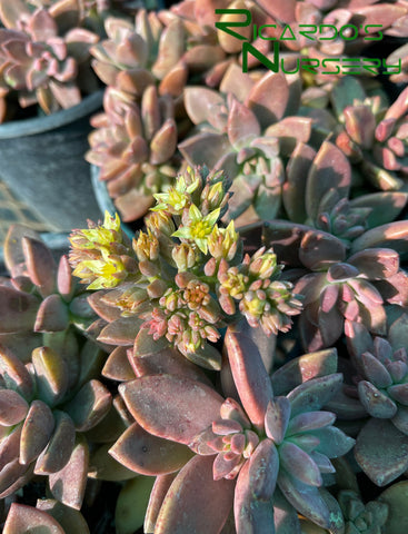 vera higgins succulent care Graptosedum 'Vera Higgins' – Ricardo's Nursery