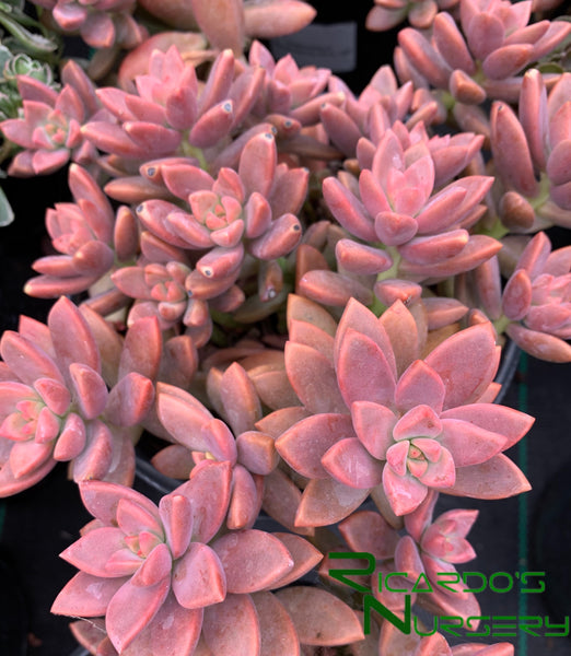 Graptosedum 'Vera Higgins' – Ricardo's Nursery