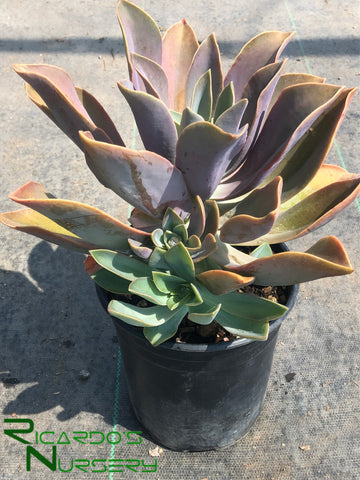 graptoveria fred ives succulent Graptoveria 'Fred Ives' – Ricardo's Nursery
