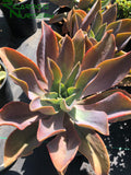 Graptoveria 'Fred Ives'