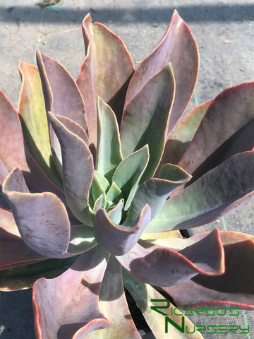 fred ives succulent Graptoveria 'Fred Ives' – Ricardo's Nursery