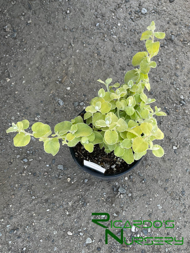 Helichrysum petiolare 'Limelight' (Limelight Licorice Plant) Ricardo