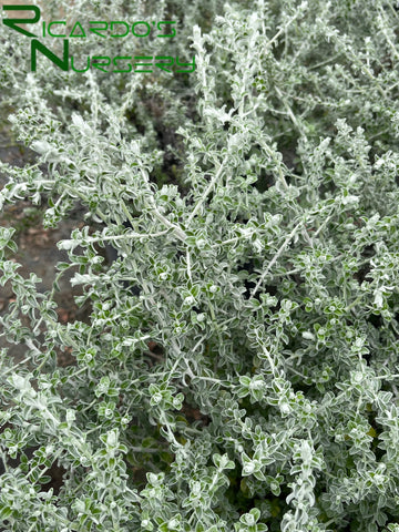 hanging licorice plant Helichrysum petiolare 'Petite Licorice' (Petite Licorice Plant) – Ricardo's Nursery