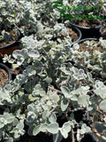 Helichrysum petiolare  (Licorice Plant)