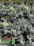 Helichrysum petiolare  (Licorice Plant)