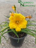 Hemerocallis 'Stella de Oro'   (Yellow Reblooming Daylily)