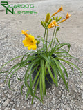 Hemerocallis 'Stella de Oro'   (Yellow Reblooming Daylily)