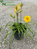 Hemerocallis 'Stella de Oro'   (Yellow Reblooming Daylily)