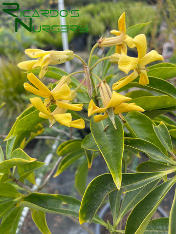 Hymenosporum flavum  (Sweetshade Tree)