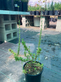 Eriogonum fasciculatum (California Buckwheat)