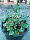 Eriogonum grande var. rubescens (Red Buckwheat)
