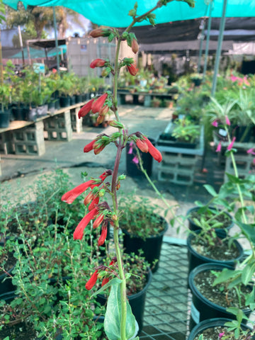 Penstemon eatonii (Firecracker Penstemon)