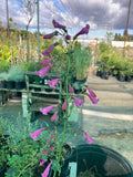 Penstemon pseudospectabilis (Desert Beardtongue)