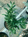 Salvia 'Dara's Choice'  (Dara's Choice Creeping Sage)