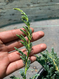 Juniperus comm. 'Point Saint George'