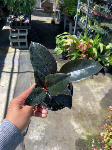 burgundy rubber tree cats Ficus elastica 'Burgundy' (Burgundy Rubber Tree) – Ricardo's Nursery
