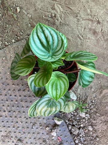 Peperomia Watermelon