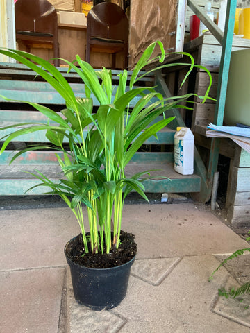 Kentia Palm