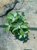 Eriogonum giganteum (St. Catherine's Lace Buckwheat)