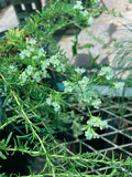 Eriogonum fasciculatum (California Buckwheat)