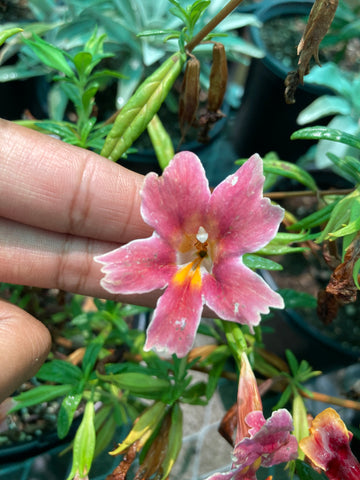 Mimulus Pink (Sticky Monkey Flower)