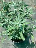 Salvia Pozo Blue