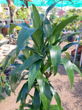 Dracaena Lisa (Lisa Corn Plant)