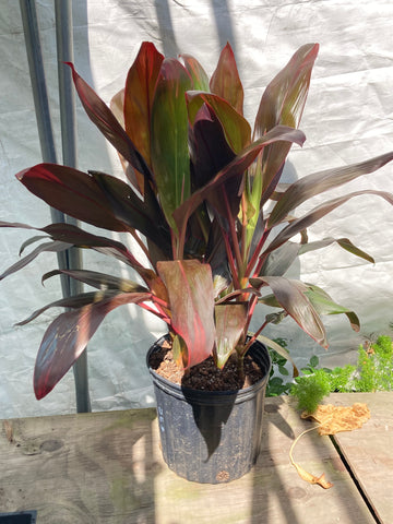 Cordyline Fruticosa (Ti Plant)