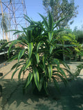 Dracaena Lemon Lime