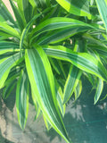 Dracaena Lemon Lime